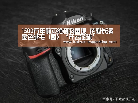 开云篮球